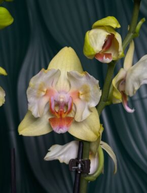 Phalaenopsis Allison Butterfly 2 Spike 87002