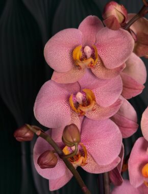 Phalaenopsis Orange - Yellow Lip 2 Spike 87004