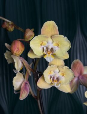 Phalaenopsis Dazzling Sun Butterfly 2 Spike 87012