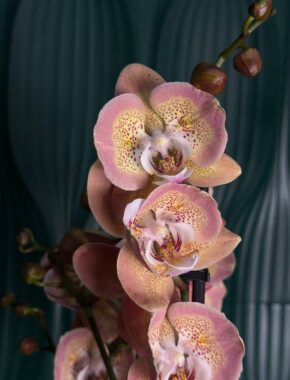Phalaenopsis Pumpkion Butterfly 2 Spike 87021