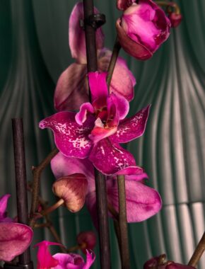 Phalaenopsis Sally трилипс  2 Spike 87023