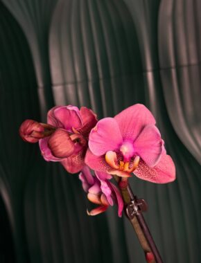 Phalaenopsis Hanni Bow 2 Spike 87024