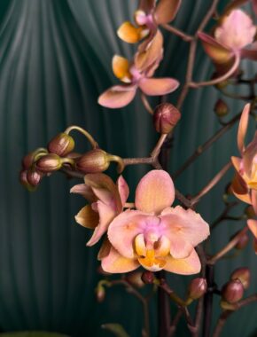 Phalaenopsis Fragrance Mutation Mix 2+ Spike 87035
