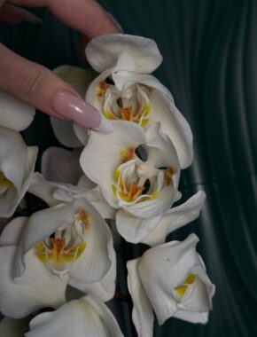 Phalaenopsis Cambridge Tulip 2 Spike 87040