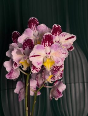 Phalaenopsis Zagreb бабочка 2 цветоноса 87042