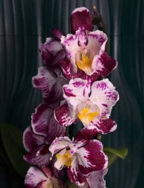Phalaenopsis Zagreb бабочка неполная мутация 1 цветонос 87044