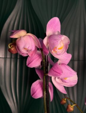 Phalaenopsis Pink Lady Tulip 2 Spike 87046