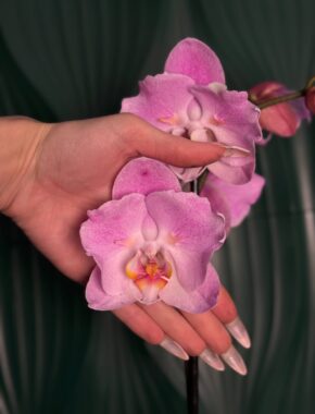 Phalaenopsis Pink Lady Butterfly 1 Spike 87047
