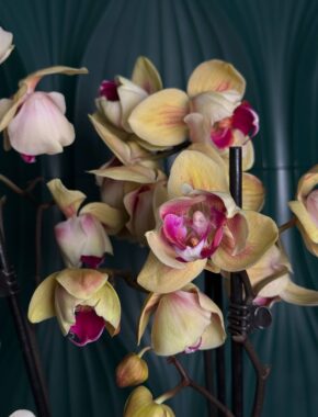 Phalaenopsis Goldion Tulip 3 Spike 87048