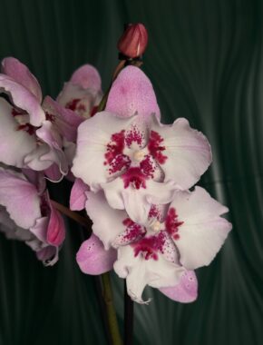 Phalaenopsis Test Special Biglip White/Pink/Purple Butterfly 87049
