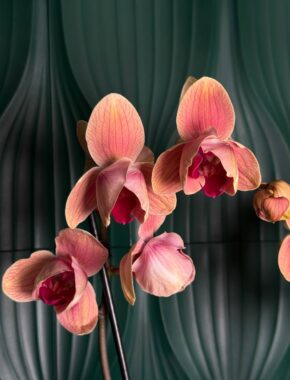 Phalaenopsis Carribean Dream Tulip 2 Spike 87052