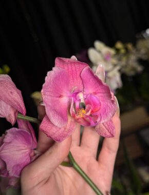 Wan mutation