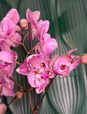 Magdalena Tulip 2 цветонос(а) 88067