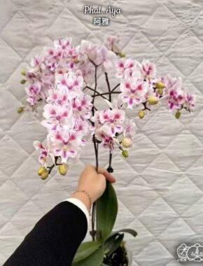 Phal. Aya предзаказ октябрь 2026