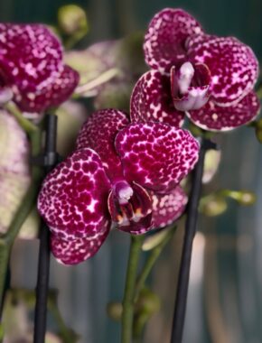 Phal 2st Wildcat 15+ (piko) 92085