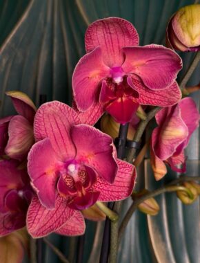 Phal 2st Mu Mix 10+ (piko) 92079