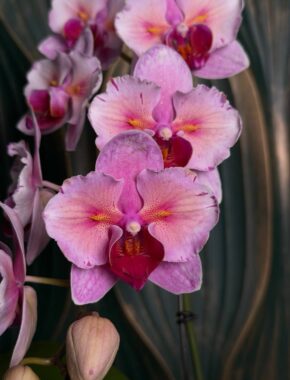 Blush Swan Butterfly 1 Spike 92073